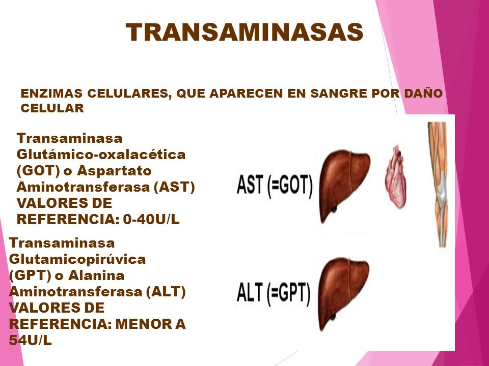transaminasa gpt valores normales